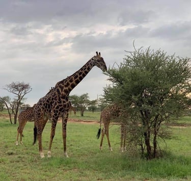 Three giraffes eating leaves from tall trees in Tarangire National Park Tanzania wildlife safari.