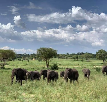 Group of elephants in Tarangire National Park with scenic trees and beautiful natural landscape during a Tanzania safari.