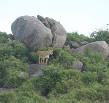 Lion perched on a rock surrounded by bushes, scanning the savannah in Tarangire National Park during a Tanzania wildlife 