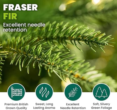 EXcellent needle rention a pine tree with a green and white background