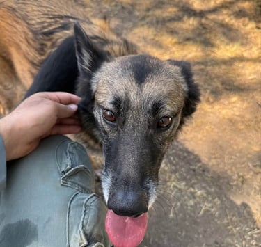 Owner saying goodbye at drop-off before safe overnight stay Fair Oaks