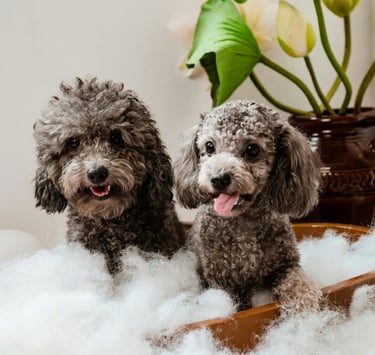 Tidy Tails Pet Grooming services Pune