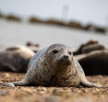 harbour seal