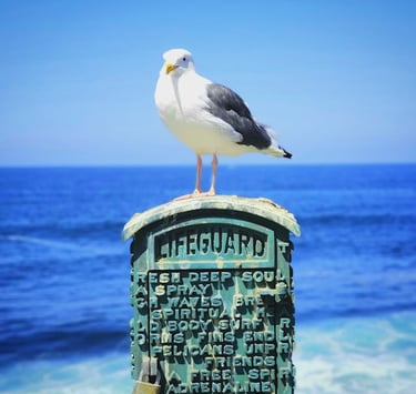 seagull