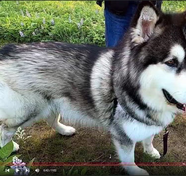 Watch Page: GoPro Example Video