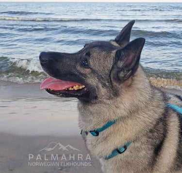 Norwegian Elkhound on the beach