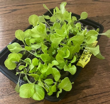 Lettuce seedlings in a black tray