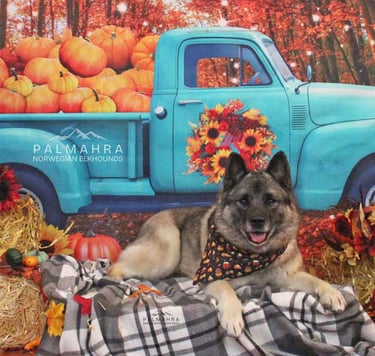 Norwegian Elkhound in Autumn scene