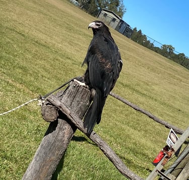 #NSPeagle