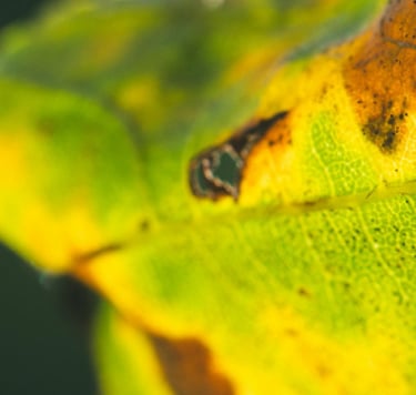 Bacterial leaf spot