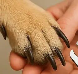 Schonendes Krallenschneiden als Teil der regelmäßigen Tierpflege