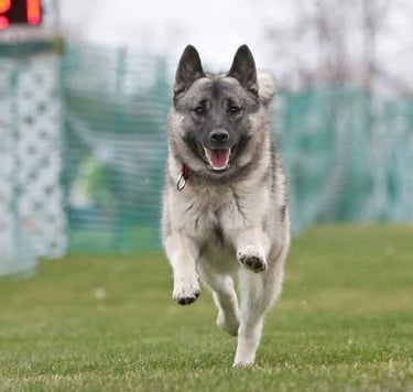 Norwegian Elkhound running FastCAT