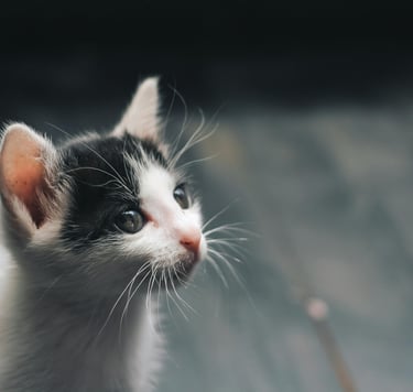 terapia-felv-fiv-koty-retromad1