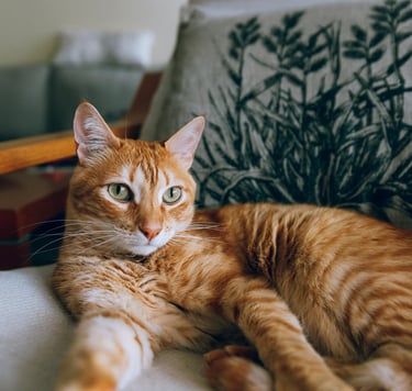 retromad-leczenie-felv-fiv-fip