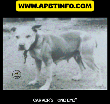 Carver one eye Maurice carver dogs