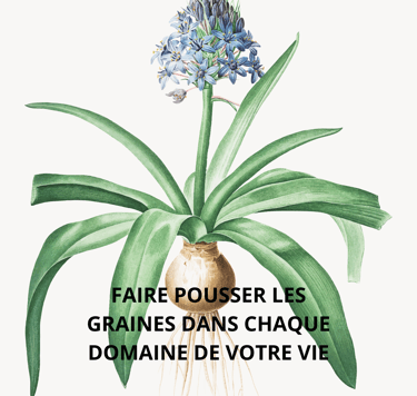 bulbe avec une fleur violette qui pousse, faire pousser les graines avec la sophrologie