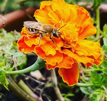 Biodiversité et permaculture balcons fleuris