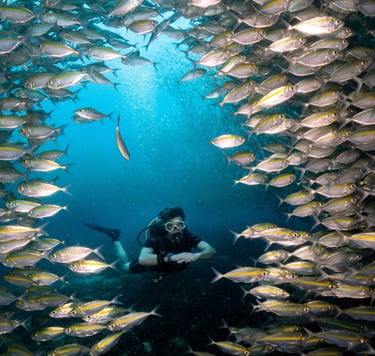 A scuba diver swims through a circular swirling school of silver jack fish in clear blue ocean water.