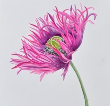 Pink Poppy Watercolour with white background