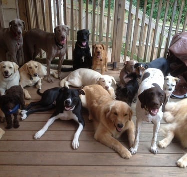 Happy dogs at dog day care