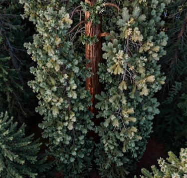 A majestic aerial top-down view of a giant sequoia's dense crown in a Eugene, Oregon urban park. The deep forest green and sage green needles are illuminated by soft, natural morning light, creating a serene and immersive mood. US Pacific Northwest photography.