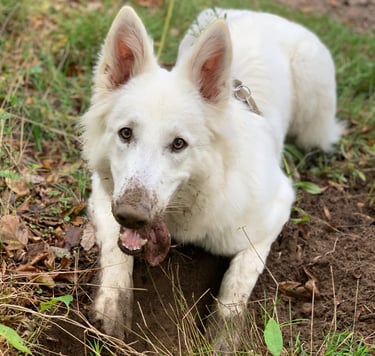 Sonate, un Berger blanc Suisse dans la boue