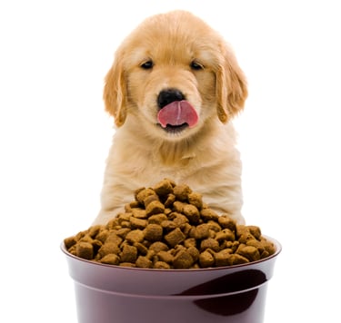 dog eating