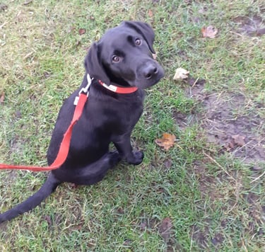 Parker the dog