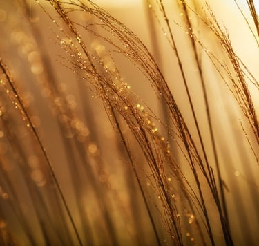 art thérapie hypersensibilité nimes Gard Laetitia Marchais