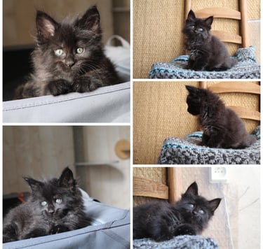 a black kitten maine coon sitting on a chair in a chair