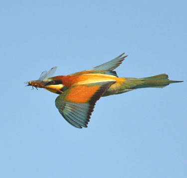 Europese Bijeneter (Merops apiaster) in duikvlucht jagend op insecten in Gambia