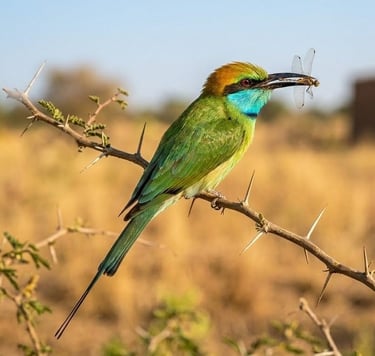 Groene Bijeneter (Merops orientalis) met een libel op een tak in Gambia.