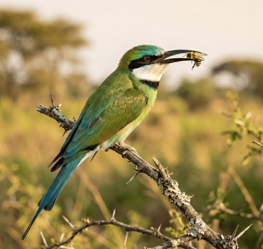 Witkeelbijeneter (Merops albicollis) met een gevangen insect in de snavel op een tak in Gambia.