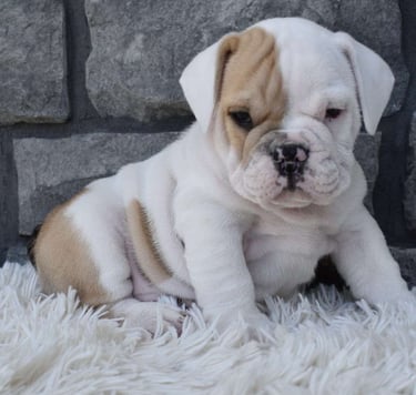 baebull puppies for sale