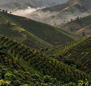 A wide-angle landscape shot of rolling hills covered in lush coffee plantation rows in the South American / Latin highlands. Early morning mist settles between the mountains, with a color palette of Moss Green and Dark Coffee Brown. Sophisticated and serene composition.