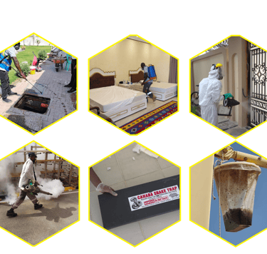 Workers wearing masks and tools are fighting pests.