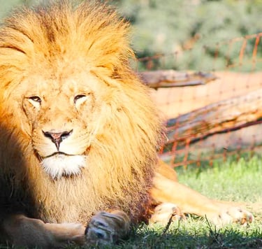 León descansando en Bioparc, Valencia