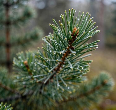 A sharp macro photograph of dew-covered pine needles in a North American forest at dawn, soft natural lighting, capturing the vibrant medium forest green and off-white reflections, clean and modern composition.