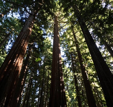 A tranquil photography shot looking up at the canopy of a majestic redwood forest in the US, sunlight filtering through branches, emphasizing the tranquility and sophisticated simplicity of nature with dark forest green and bark brown tones.