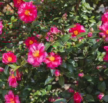 a leafy shrub in shade with red flowers