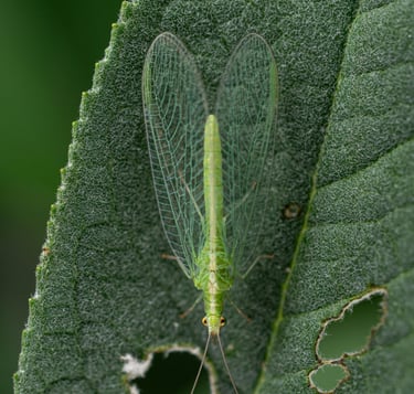 Harmless Lacewing Insect