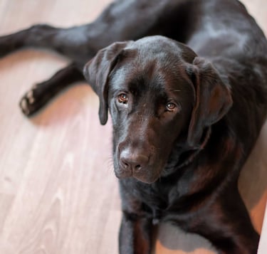 a dog is laying on the floor in a room