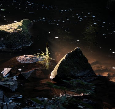 a small stream of water with rocks and grass