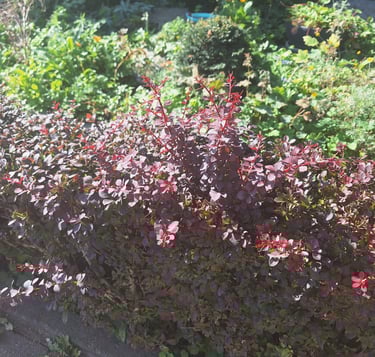 a deer resistant shrub in full sun with a red foliage