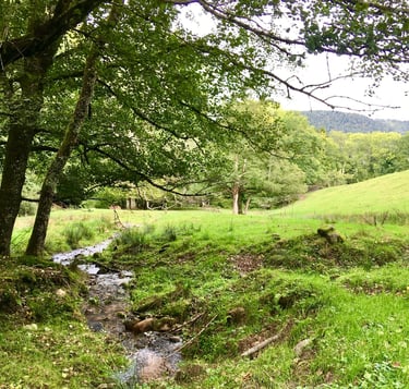 relaxation au bord d'un ruisseau dans les vosges