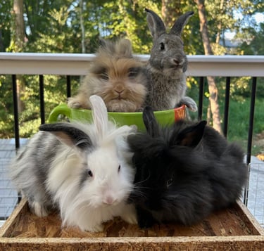Click to learn how your donation benefits rabbits