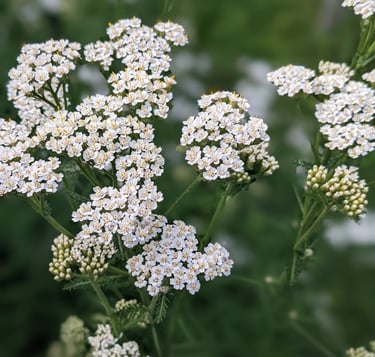Biostimulant Achillée Millefeuille