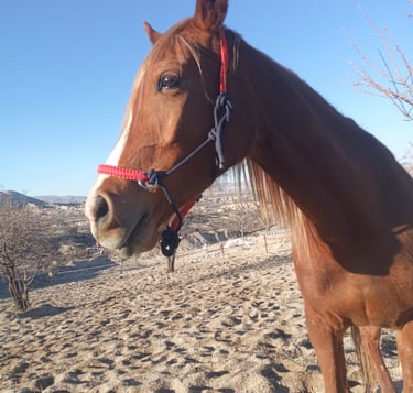 Curious horse