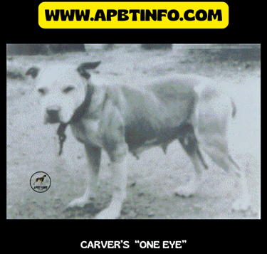 Carver one eye Maurice carver dogs
