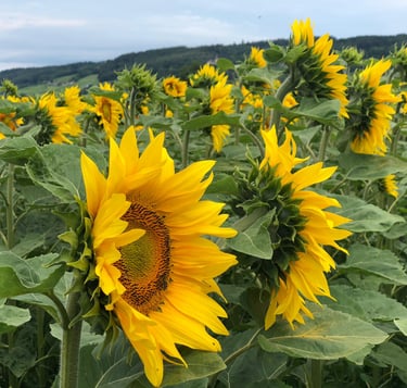 Healthy animal nutrition